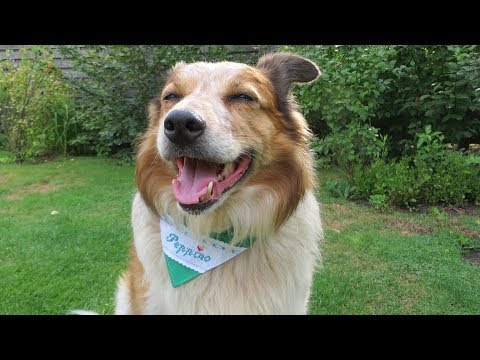 Vídeo: Os Cães Podem Comer Canela?