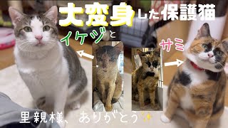 [保護猫卒業]大変身をとげたイケジとサミ✨ついにずっとのおうち、沖縄から関東へ✈ふたりとも元気でね里親様ありがとうございますふたりをよろしくお願いします‍♀