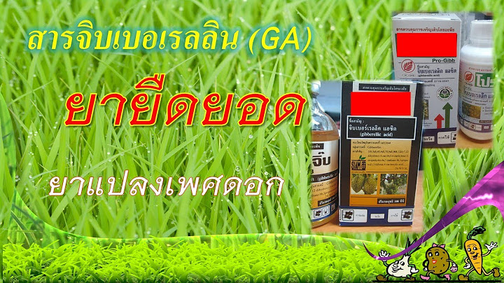 จิบเบอเรลลิน (Gibberellin)  หรือ  (ยายืดยอด เปลี่ยนเพศเป็นดอกตัวผู้)