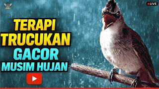 pancingan Trucukan Susah Bunyi Trucukan Gacor Ropel Panjang Bikin Trucuk Mana Pun Cepat Bunyi