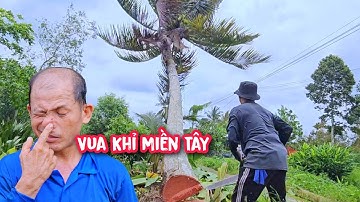 Vua khỉ cưa hạ gốc 6 cây Dừa tại Rạch Ông Sáu, Tiền Giang.