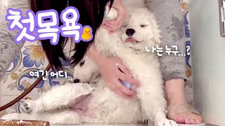 Baby Samoyed's First Bath by 사모예드 티코 7,618 views 1 month ago 6 minutes, 5 seconds
