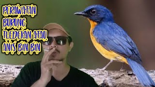 Setingan Harian Dan Cara Perawatan Burung Anis Bin Bin