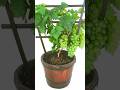 Best way to grow grape at home tips grow grape super fast from the tops off shorts grape tree