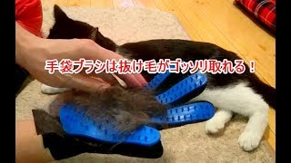 猫の抜け毛は手袋ブラシがよく取れる！