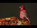 Большая чечевица кормится. Песня. Great rosefinch. | Film Studio Aves