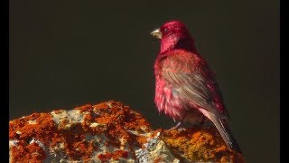 Большая чечевица кормится. Песня. Great rosefinch. | Film Studio Aves