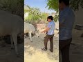 meri Gaiya Aati Hai Mujhko Doodh Pilati Hai#viralvideo #trendingshorts #cow #sorts
