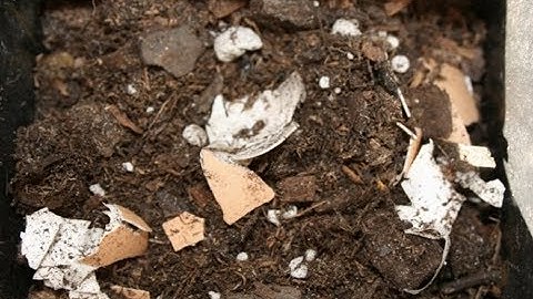 Сырое яйцо, «посаженное» в горшок с землей будет отличным удобрением: дешево, удобно, эффективно