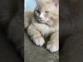 bina bone viral 😁 cat video #shortvideo #viral