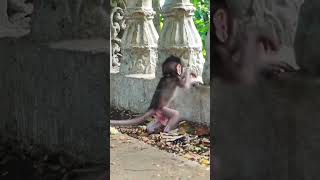 Macaque baby monkey stays awesomely with old Mom 086 #shorts