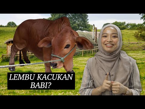 Video: Asal sandra lembu jantan?