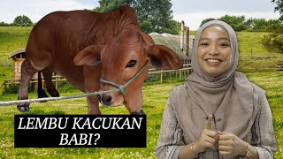 Lembu Kacukan Babi?