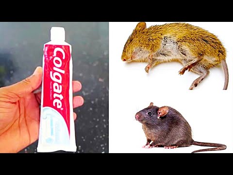 This Simple Substance