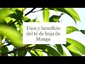 Té de Hoja de Mango 🥭🍃 | Usos y Beneficios.