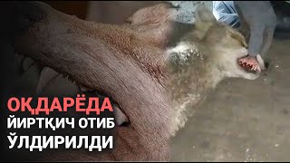 Оқдарёда қўй ва товуқларга ҳамла қилган йиртқич отиб ўлдирилди