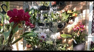 :   ,   , ..C. labiata, Dendrophalaenopsis, Cattleya