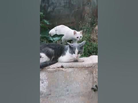 ДВА КОТА - YouTube