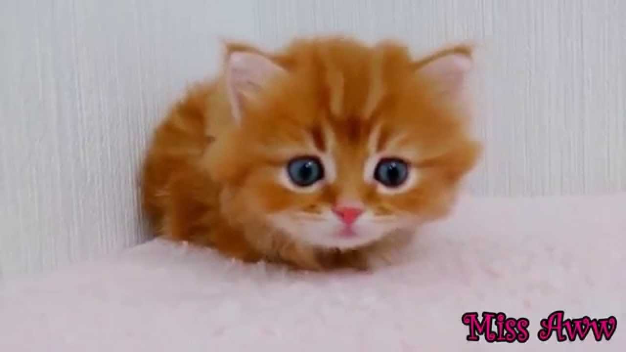 Vidéos Danimaux Drôles Pour Les Enfants Chaton Mignon Vidéos Drôles De Chat Youtube Vidéos Animaux