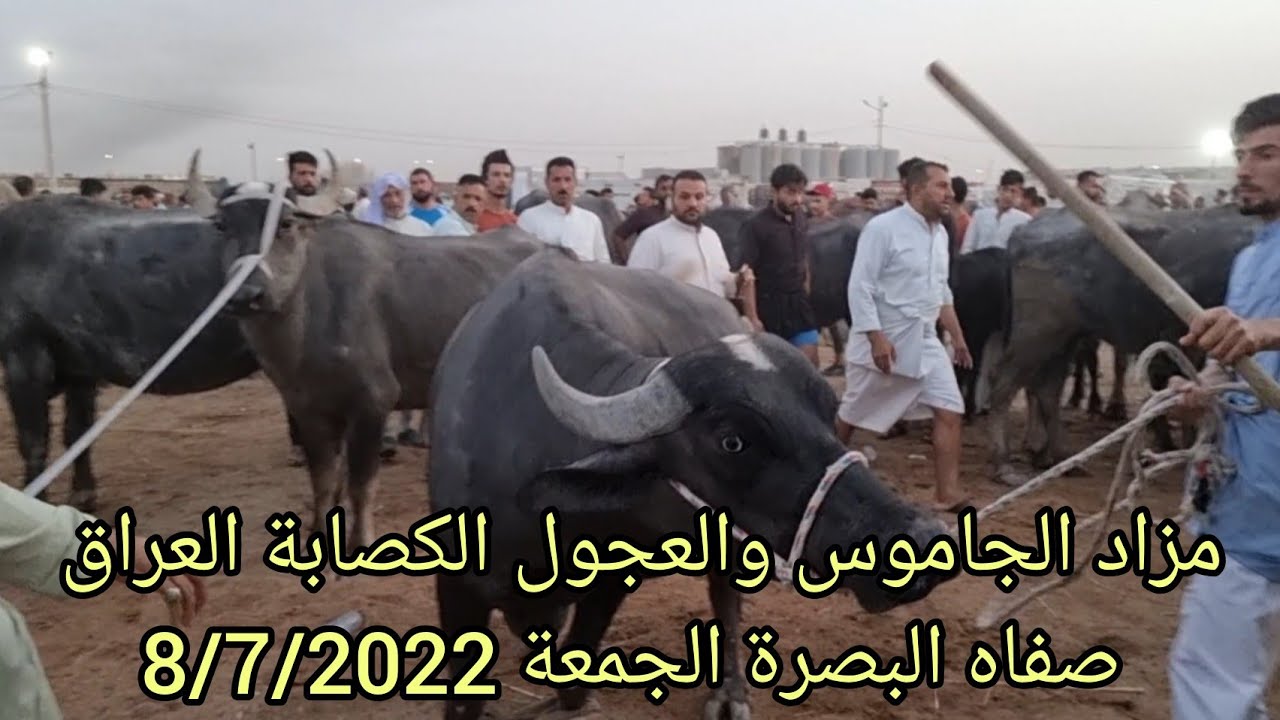 بورصة المواشي مزاد الجاموس والعجول الكصابة العراق صفاه البصرة يوم الجمعة 8/7/2022