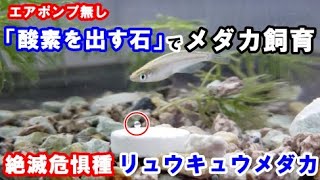 驚き 絶滅危惧種リュウキュウメダカを エアレーション なし 100均ダイソーの 酸素を出す石 酸素ブクブクくん だけで飼育してみたら 再掲載です Youtube