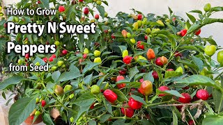 How to Grow Sweet Peppers from Seed in Containers | Pretty N Sweet Peppers | Easy planting guide