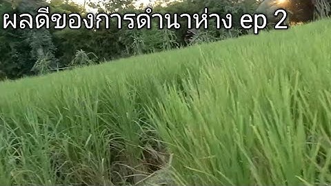 ผลดีในการ ดำหน้าหัก 50 * 50 ep 2 ข้าวงามมาก กอใหญ่ ต้นไม่ล้ม