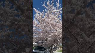 Cherry tree/flowers/beautiful