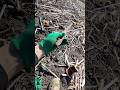Вершина полів #metaldetecting #находкисметаллоискателем #nature #metaldetector #коп #копатели