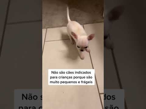 Vídeo: Fatos Sobre Hamsters Teddy Bear