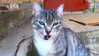 Stray Cat meows plaintively when meeting with me. I feed street cats by My Little Friend 213 views 4 years ago 5 minutes, 5 seconds