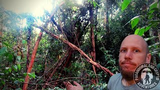 BIGFOOT and TREE STRUCTURES... have we been wrong the entire time! || CONTROVERSIAL IDEAS