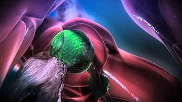 The birth and engraftment of a blood stem cell | Boston Children