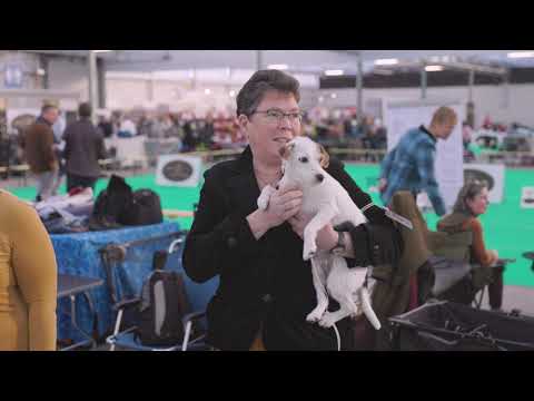 Video: Winnaar Best in Show op de Nationale Hondenshow 2012 is de Draadfox-terrier