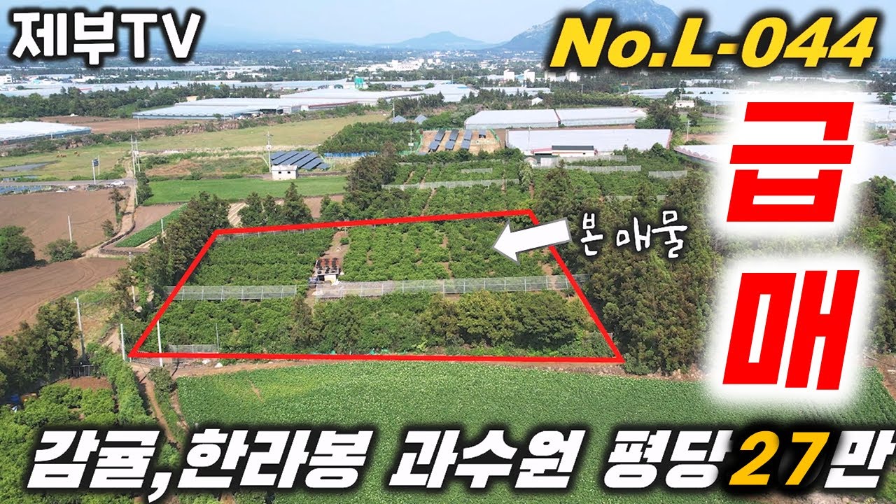 (급매) 약 1500평 감귤 과수원을 3억대로 L-044 주소 이전 안 해도 되는 정말 편리한 토지 입니다