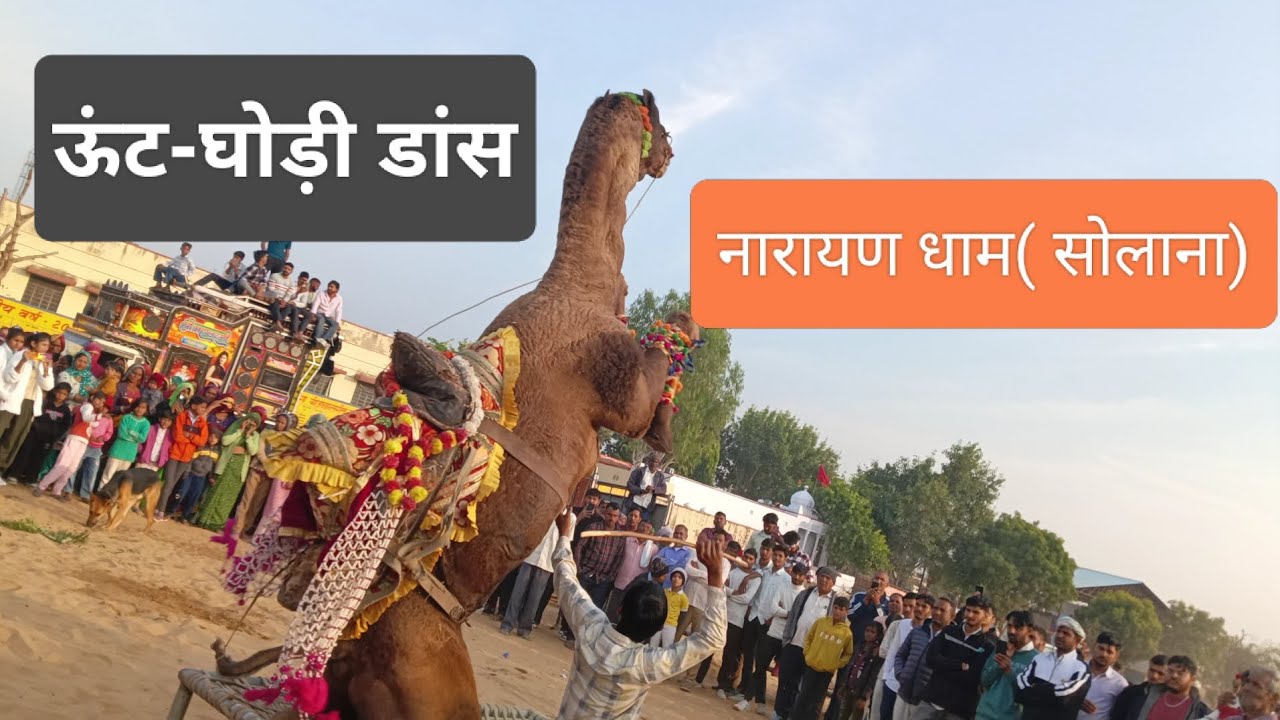 ऊंट घोड़ी डांस नारायण धाम 🙏🤲|| Camel Dance performance At Narayan Dham, Solana || Public Show 