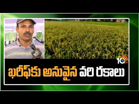 ఖరీఫ్‌కు అనువైన వరి రకాలు | Paddy Crop Cultivation Methods in Kharif Season | 10TV News - 10TVNEWSTELUGU