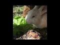 Building of pen for rabbits out of scrapped pallets. @WildSnakeMcCoy
