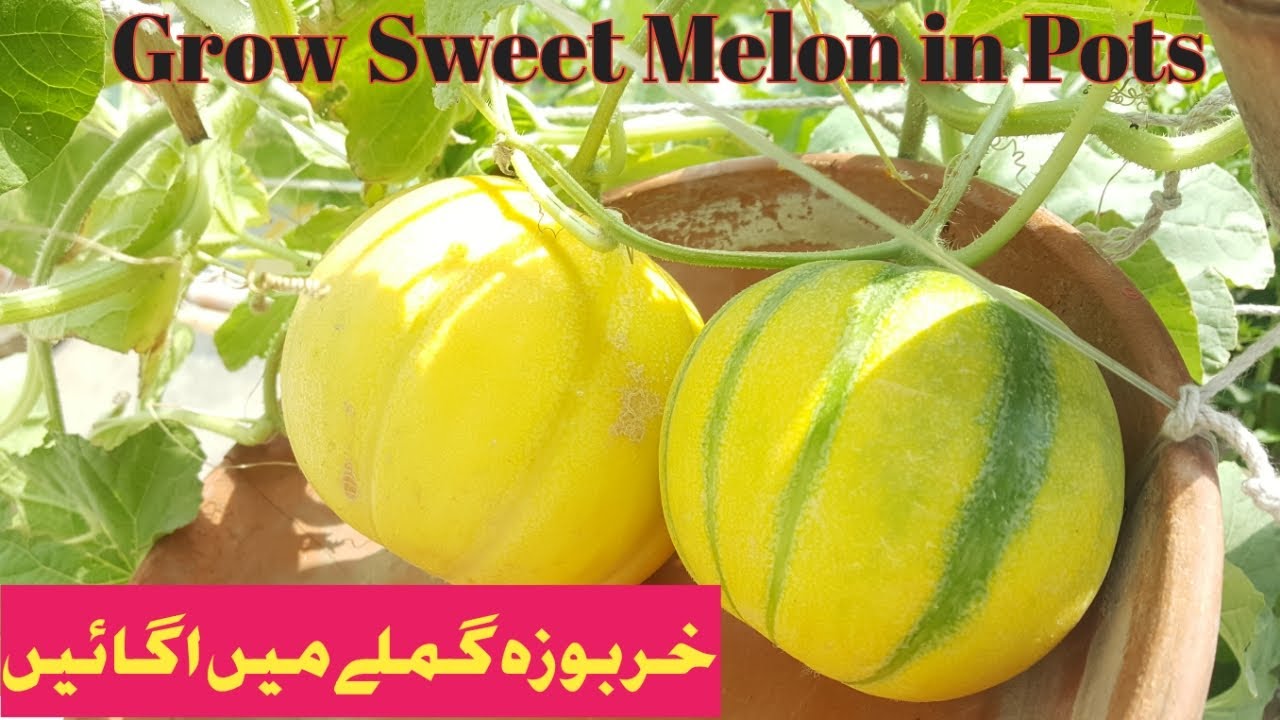 Grow Sweet melons in containers/pots YouTube