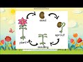 3.26 Life Cycle of Plants