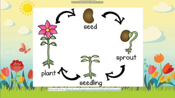 plant life cycle for preschool