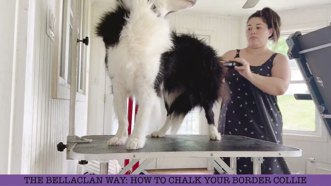 HOW TO “CHALK” YOUR SHOW DOG!