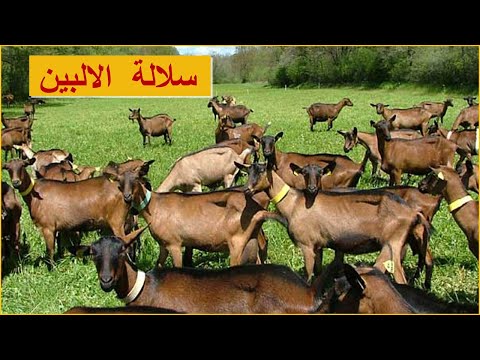 سلالة ماعز الالبين مواصفاته وخصائصه الانتاجية 