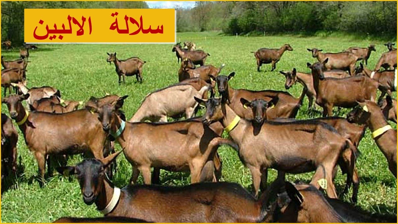 سلالة ماعز الالبين | مواصفاته وخصائصه الانتاجية