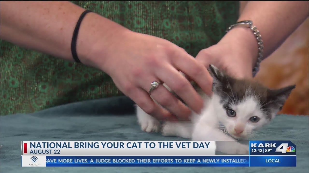 National Bring Your Cat to the Vet Day