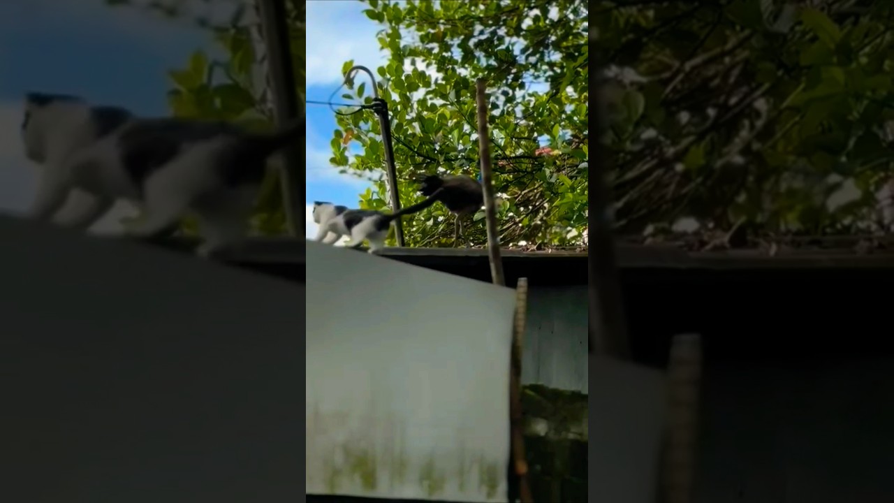 Cat vs Peacock Chase You’ve Never Seen Before 😲