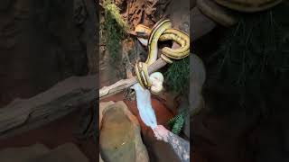 Close Call Feeding Huge Snake!  #reptiles