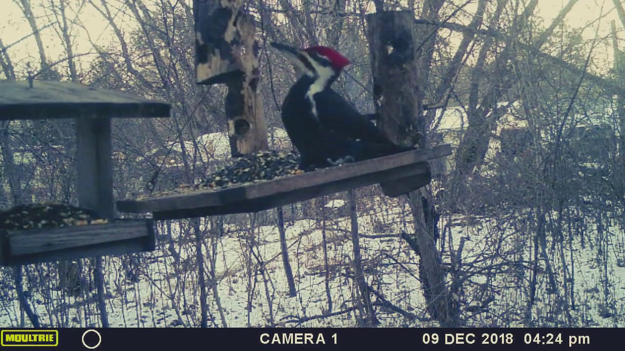 Pileated Woodpecker Eating Suet YouTube