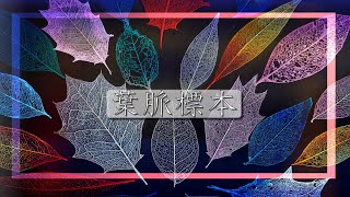 作ってみよう！葉脈標本～スケルトンリーフ～