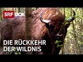 Reno Sommerhalder – Die Rückkehr der Wildnis in der Schweiz | Doku | SRF Dok